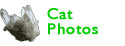 Cat Photos